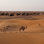 Dune-Buggy-Rental-Qatar